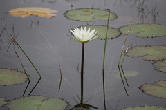 Nymphaea ampla