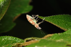 Naupactus bellus