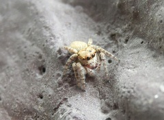 Carrhotus viduus