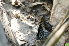Charaxes castor