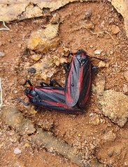 Sphenoclypeana haematina