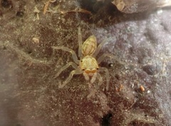 Phintelloides versicolor