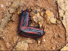 Sphenoclypeana haematina