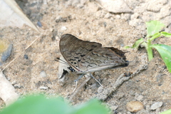 Charaxes catachrous