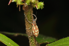 Naupactus bellus