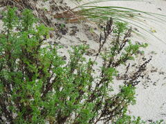 Artemisia campestris maritima