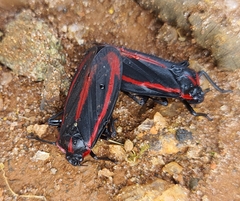 Sphenoclypeana haematina