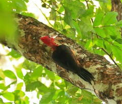 Campephilus rubricollis