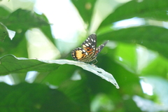 Pseudacraea warburgi