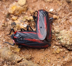Sphenoclypeana haematina