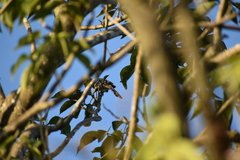 Campylorhynchus nuchalis