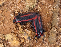 Sphenoclypeana haematina