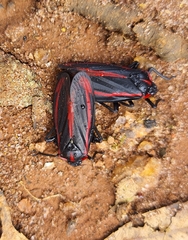 Sphenoclypeana haematina