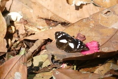 Aterica galene