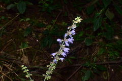 Salvia japonica