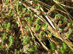Crucianella maritima