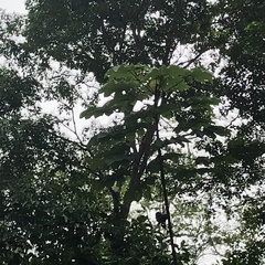 Cecropia peltata