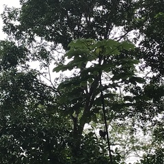 Cecropia peltata