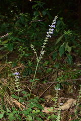 Salvia japonica