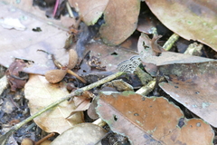 Leptotes pirithous
