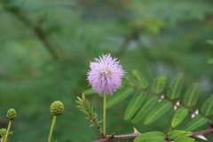 Mimosa pigra