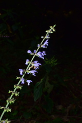 Salvia japonica