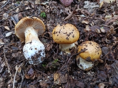 Cortinarius cruentipellis