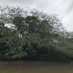 Enterolobium cyclocarpum