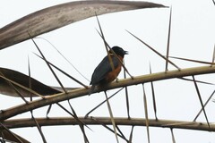 Ploceus tricolor interscapularis