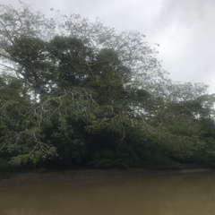 Enterolobium cyclocarpum