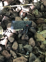 Acraephia perspicillata