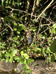 Acraephia perspicillata