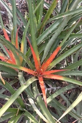 Bromelia