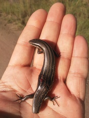 Aspronema dorsivittatum