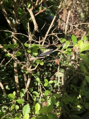 Acraephia perspicillata