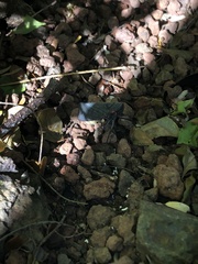 Acraephia perspicillata