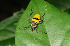 Chauliognathus flavipes