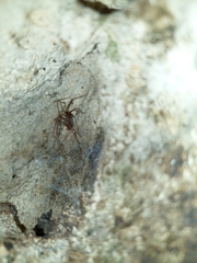 Loxosceles yucatana