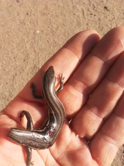Aspronema dorsivittatum