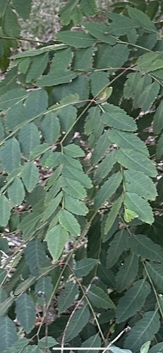 iNaturalist observation photo of Chinese flame tree
