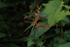 Phaethornis longuemareus