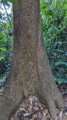 Neolamarckia cadamba