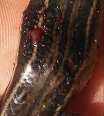 Aspronema dorsivittatum