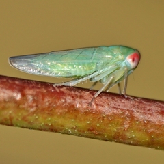 Batracomorphus