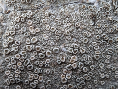 Lecanora
