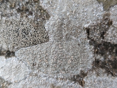 Lecanora
