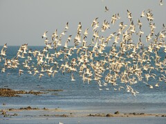 Chroicocephalus genei