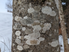 Lecanora