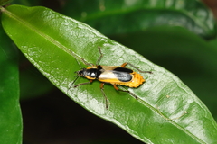 Chauliognathus cardiaspis