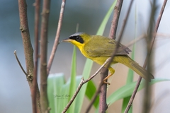 Geothlypis aequinoctialis